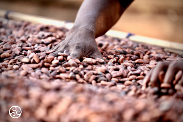 What is Chocolate and Where Does it Come From?